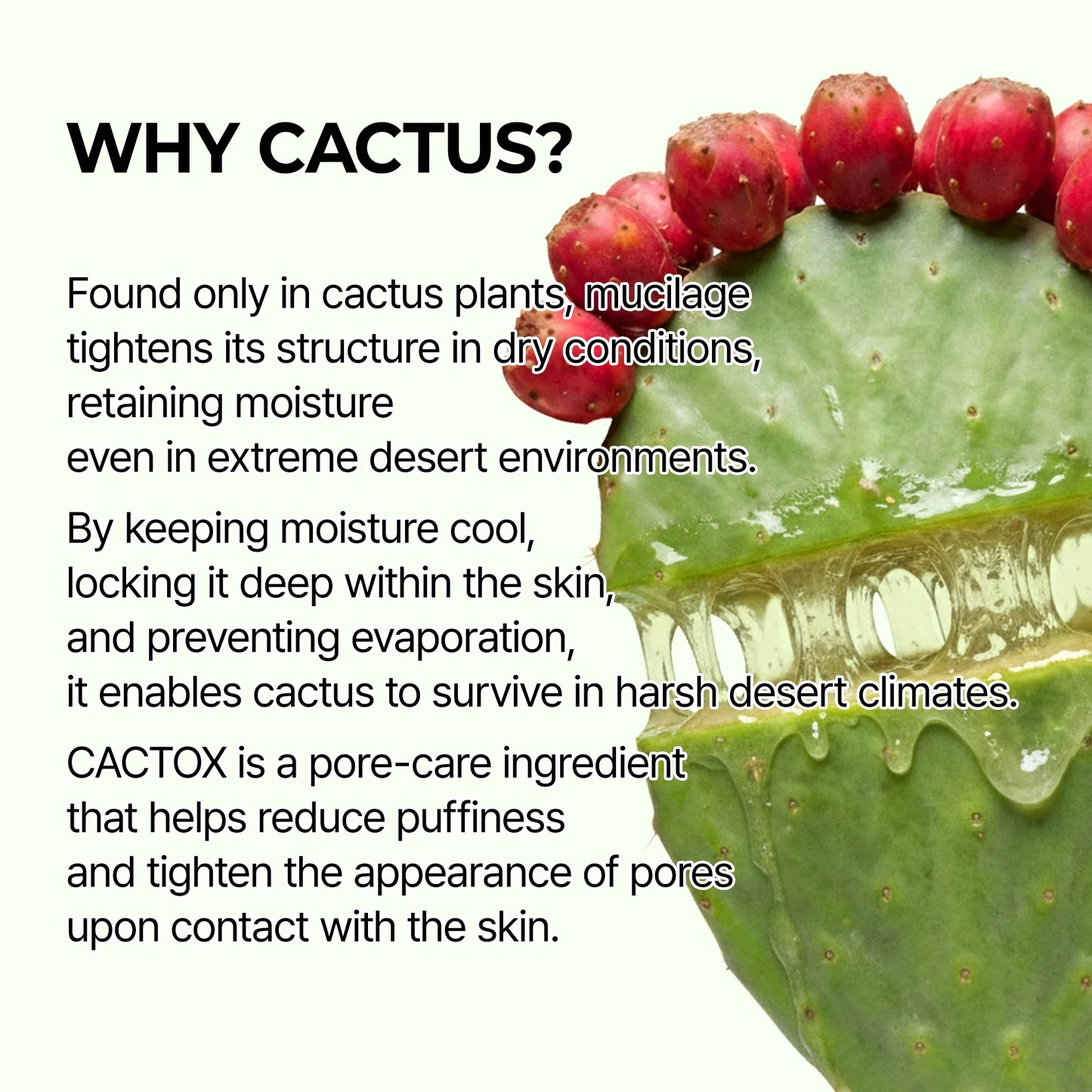 CACTOX PRIME™ Pore Relief Multi Balm
